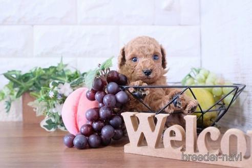 成約済の滋賀県のトイプードル-208678の2枚目