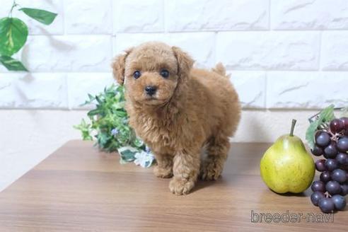 成約済の滋賀県のトイプードル-208682の1枚目