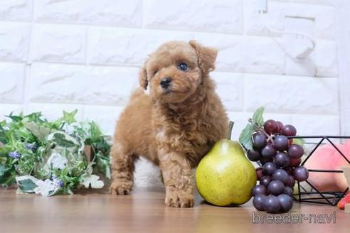 成約済の滋賀県のトイプードル-208682の6枚目