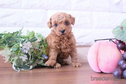 成約済の滋賀県のトイプードル-208682の3枚目