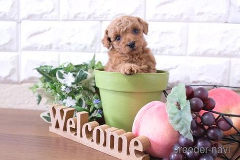 成約済の滋賀県のトイプードル-208682の2枚目