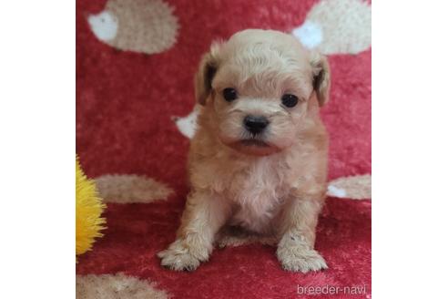 成約済の大阪府のミックス犬-210677の2枚目