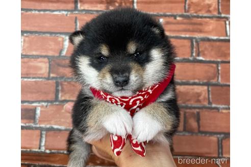 成約済の福岡県の豆柴-210678の5枚目