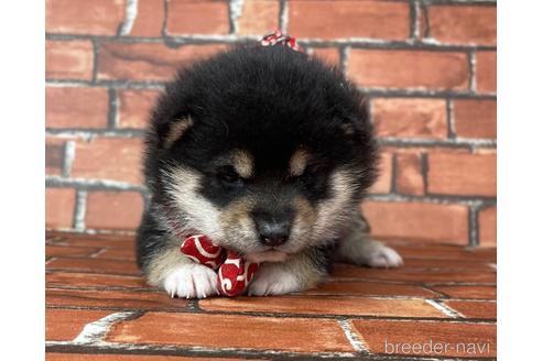 成約済の福岡県の豆柴-210678の6枚目