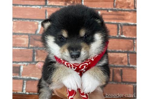 成約済の福岡県の豆柴-210678