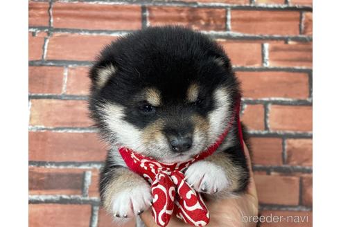 成約済の福岡県の豆柴-210678の2枚目