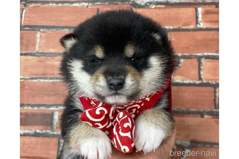 成約済の福岡県の豆柴-210678の3枚目