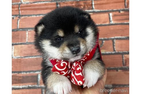 成約済の福岡県の豆柴-210678の4枚目