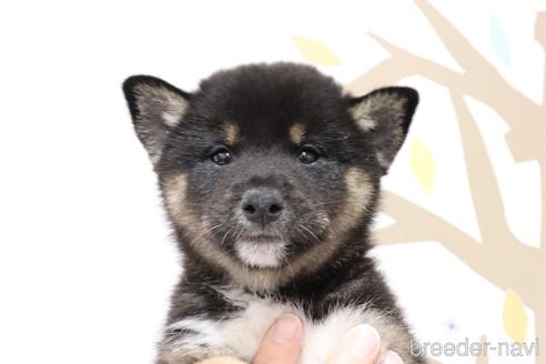 成約済の岡山県の柴犬-210695の4枚目