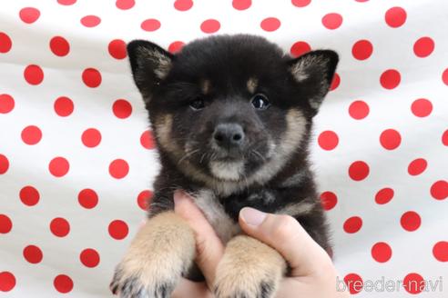 成約済の岡山県の柴犬-210695の6枚目