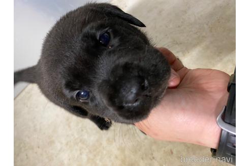 千葉県の子犬を探す ブリーダーナビ
