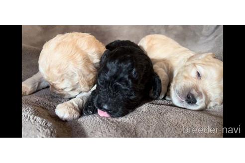 成約済の茨城県のミックス犬-210697の1枚目