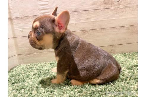 成約済の愛知県のフレンチブルドッグ-210845の3枚目