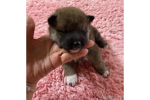 成約済の愛媛県の柴犬-210707の1枚目