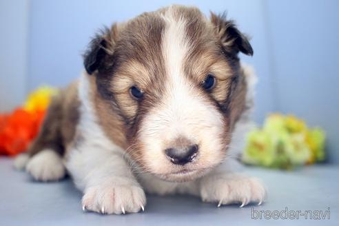 成約済の埼玉県のシェットランドシープドッグ(シェルティ)-210749の1枚目