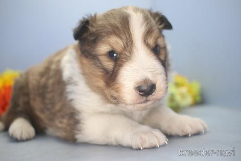 成約済の埼玉県のシェットランドシープドッグ(シェルティ)-210749の5枚目