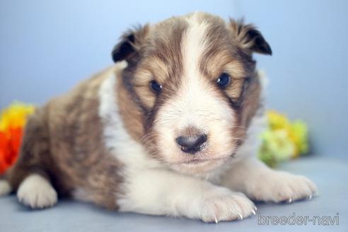 成約済の埼玉県のシェットランドシープドッグ(シェルティ)-210749の4枚目