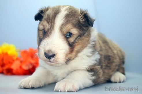 成約済の埼玉県のシェットランドシープドッグ(シェルティ)-210749の3枚目