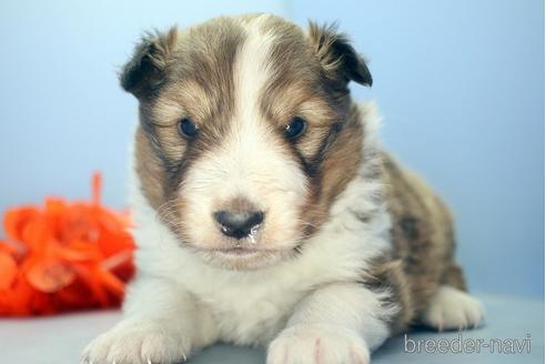 成約済の埼玉県のシェットランドシープドッグ(シェルティ)-210749の2枚目