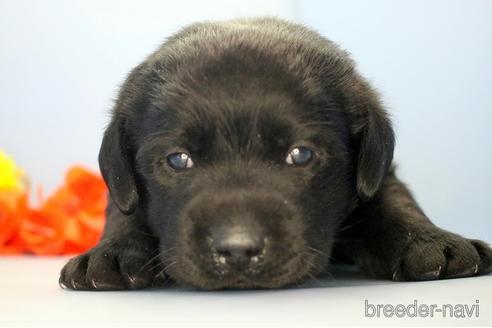 成約済の埼玉県のラブラドールレトリーバー-210750の1枚目