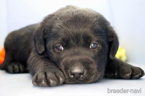 成約済の埼玉県のラブラドールレトリーバー-210750の5枚目