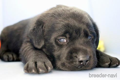 成約済の埼玉県のラブラドールレトリーバー-210750の4枚目