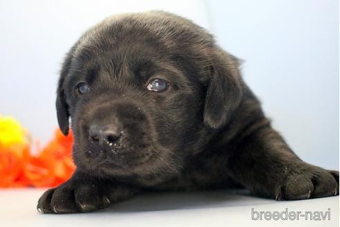 成約済の埼玉県のラブラドールレトリーバー-210750の3枚目