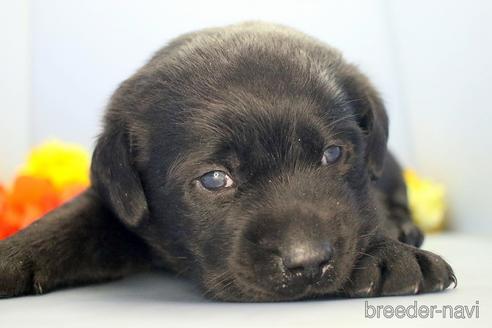 成約済の埼玉県のラブラドールレトリーバー-210750の2枚目