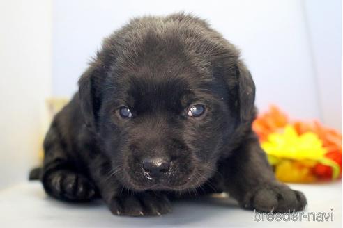 成約済の埼玉県のラブラドールレトリーバー-210752