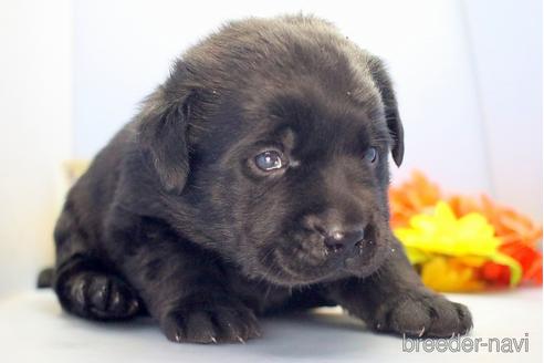 成約済の埼玉県のラブラドールレトリーバー-210752の5枚目