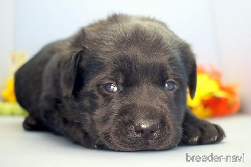 成約済の埼玉県のラブラドールレトリーバー-210752の4枚目