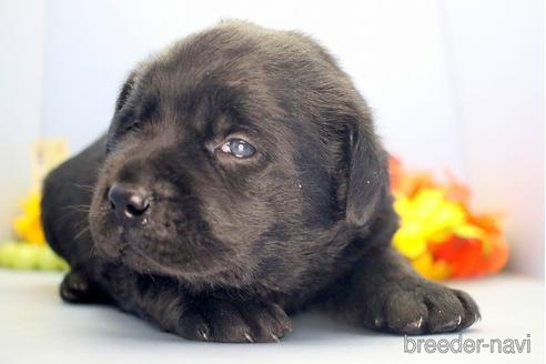 成約済の埼玉県のラブラドールレトリーバー-210752の3枚目