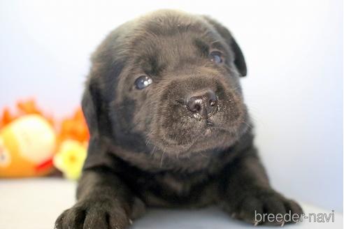 成約済の埼玉県のラブラドールレトリーバー-210752の2枚目