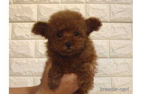 成約済の茨城県のトイプードル-210780の5枚目