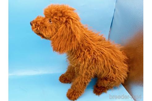 成約済の東京都のトイプードル-210816の2枚目