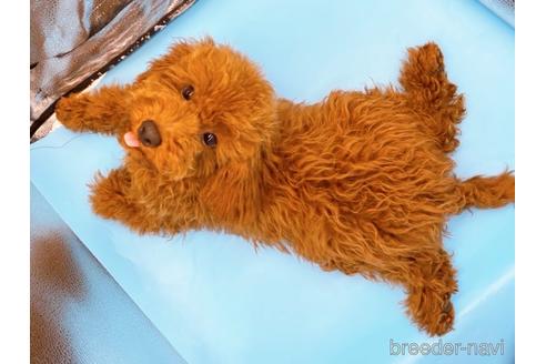 成約済の東京都のトイプードル-210816の3枚目