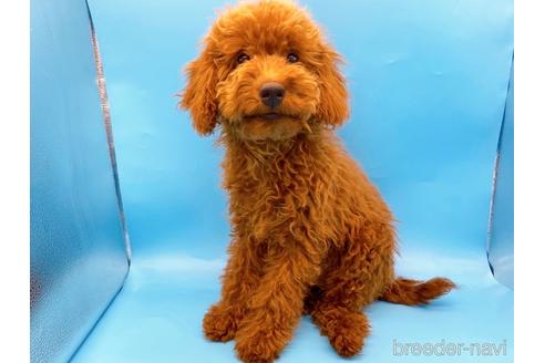 成約済の東京都のトイプードル-210816の1枚目