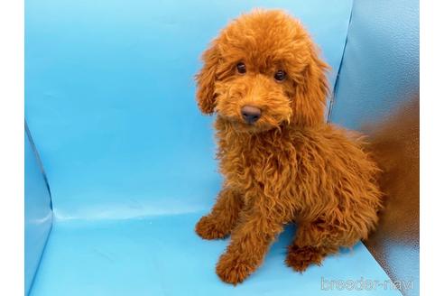 成約済の東京都のトイプードル-210816の4枚目