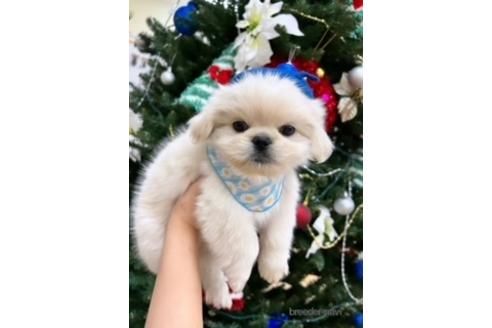 成約済の北海道のミックス犬-209931の6枚目