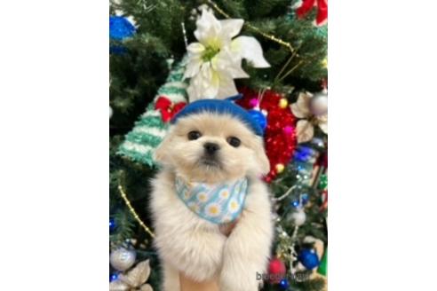 成約済の北海道のミックス犬-209931の5枚目