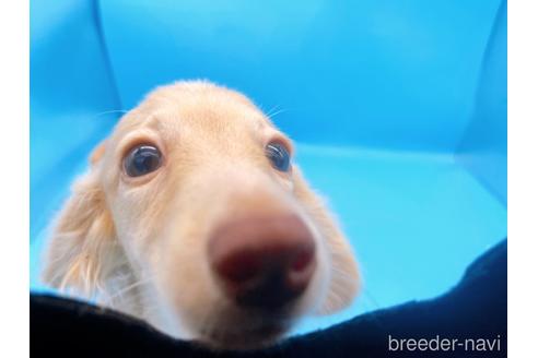 成約済の東京都のミニチュアダックスフンド(ロングヘアード)-202028の11枚目