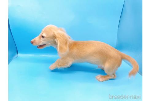 成約済の東京都のミニチュアダックスフンド(ロングヘアード)-202028の10枚目