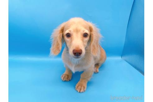 成約済の東京都のミニチュアダックスフンド(ロングヘアード)-202028の9枚目