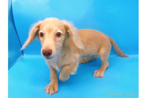 成約済の東京都のミニチュアダックスフンド(ロングヘアード)-202028の8枚目