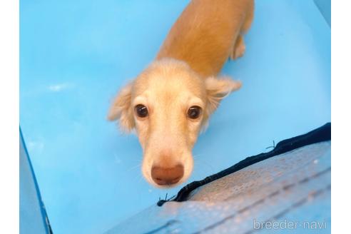 成約済の東京都のミニチュアダックスフンド(ロングヘアード)-202028の7枚目