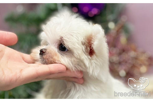 成約済の愛知県のマルチーズ-210996の4枚目