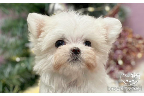 成約済の愛知県のマルチーズ-210996