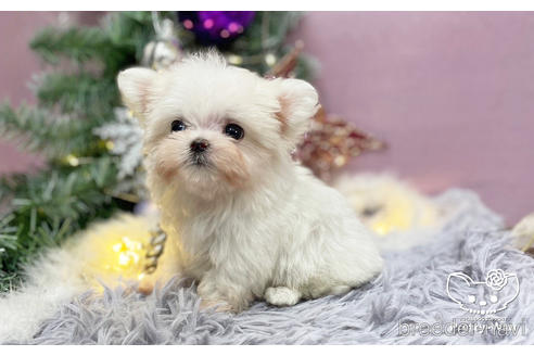 成約済の愛知県のマルチーズ-210996の2枚目