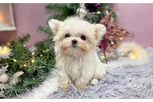 成約済の愛知県のマルチーズ-210996の3枚目