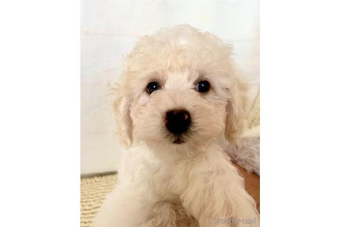 成約済の東京都のミックス犬-207115の5枚目